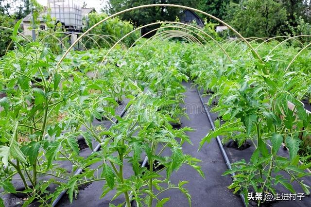 露地种植番茄，一摘二喷三防，三个工作做好了，番茄生长快病害少