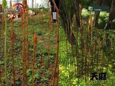 瞿卫国：利用林下资源种植中药材增加农民收入