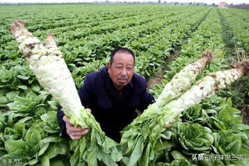 家庭小菜园（七）莴笋的种植技术及注意事项