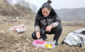 贵州土地适合种植什么(贵州大方：3000亩早熟糯玉米种植打响春耕生产“第一仗”)