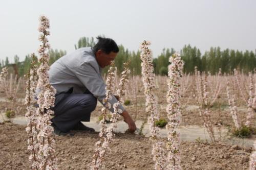 敦煌：种植“钙果”开辟增收新途径