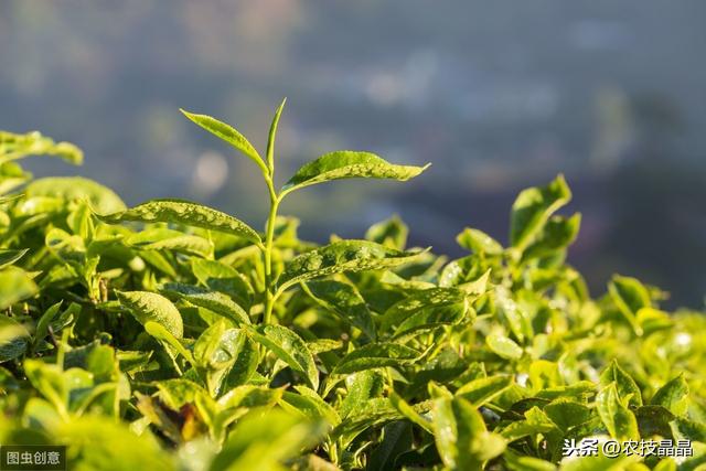 茶树良种种植管理技术，学到就是你的，还不来看吗？