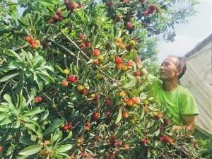 芭乐果种子种植多久结果(瓜果告诉你夏天的味道 柳市多家果园迎来丰收)