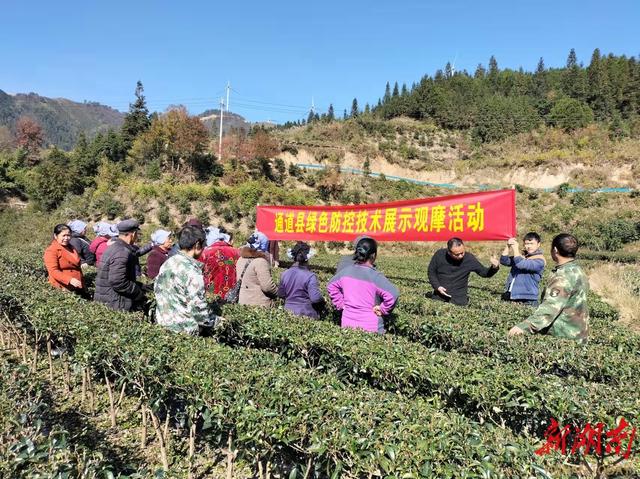 通道县大高坪苗族乡稳步推进生态农业发展