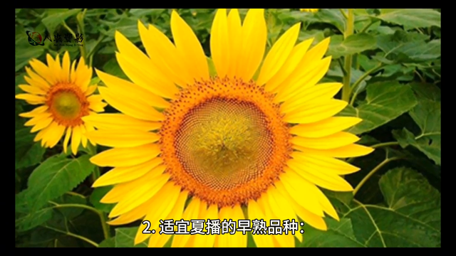 葵花科学种植技术指南#传播农业小知识