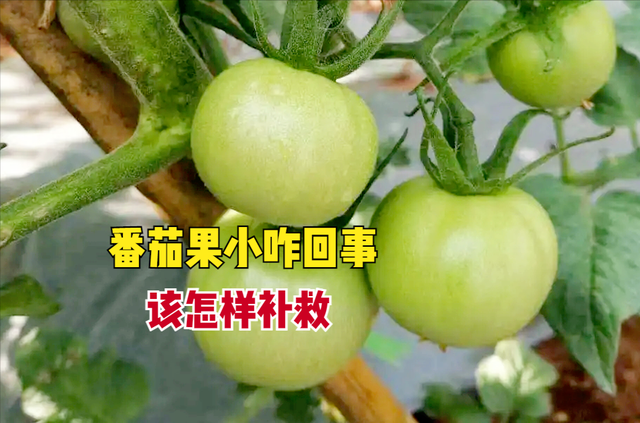 菜园种植的番茄，一直长不大，该怎样补救？4项管理很关键