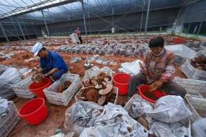 浙江蘑菇种植基地(（经济）浙江庆元：推进食用菌特色富民产业发展)