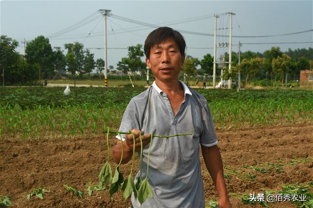 安徽农民种植红薯，处处精打细算，掌握窍门年赚6万元