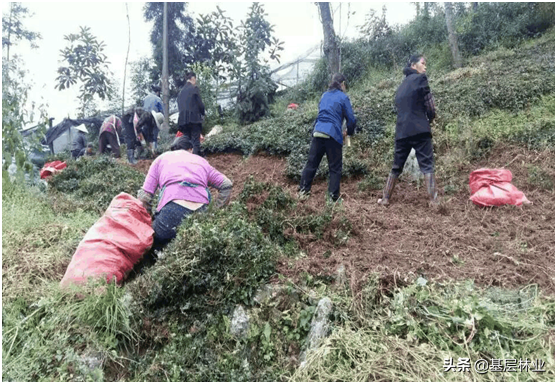 林下种黄连，亩产值超过30000元——黄连种植技术简述