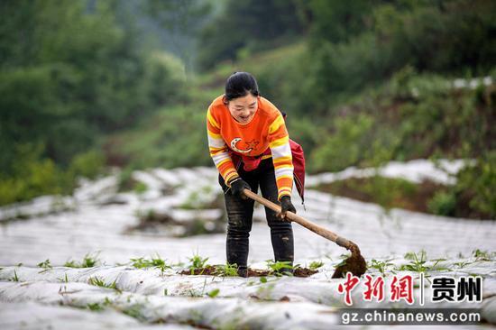 黔西：初夏辣椒种植忙