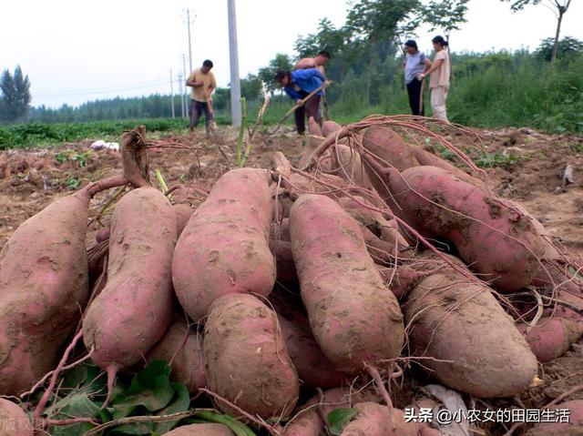 红薯要想个大，产量高，以下4点要记牢，你也能种出红薯王