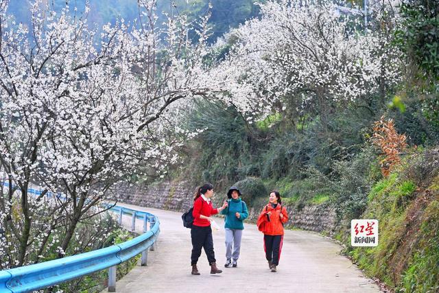 蒲江万亩樱桃花绽放引游客 花期持续至3月中旬