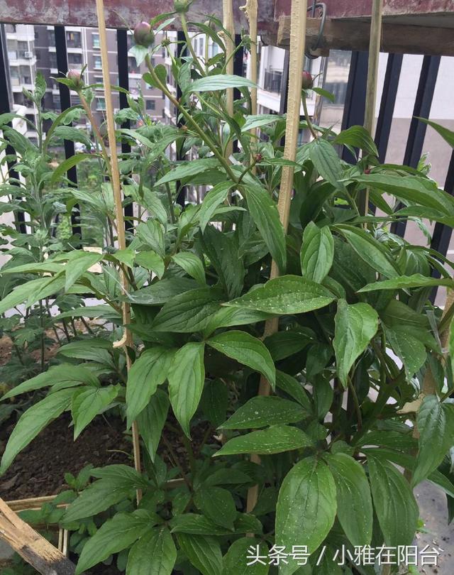 阳台种芍药，一个枝条一块根就能种，开花艳丽大气，来年花开爆盆