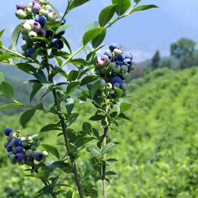 蓝莓定植后的管理，你们学会了吗