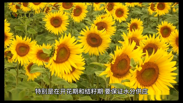 葵花科学种植技术指南#传播农业小知识