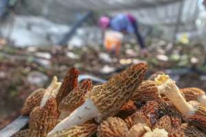 四川红薯种植基地(亩产值达36万元 四川资中这个村引进的羊肚菌迎来丰收)