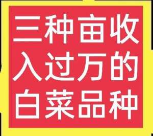 紫白菜种植(你信吗？这三种白菜每种都能亩收益过万，关键还非常稀少)