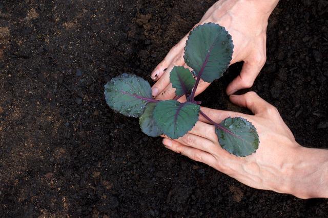 结球甘蓝种植中，如果掌握这四种方法，就能科学培育出健壮的幼苗