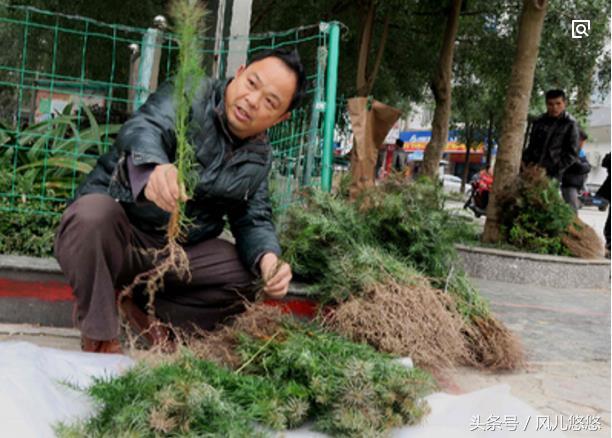 春天到了，又是栽种杉木好时节，记得十不栽，确保您的杉木长得快