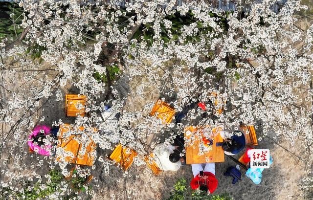 蒲江万亩樱桃花绽放引游客 花期持续至3月中旬