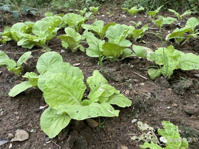 家庭种菜适合8月份播种的12种蔬菜