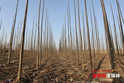 乡村振兴丨当年育苗、当年销售，四倍体泡桐种植已覆盖泰安50多