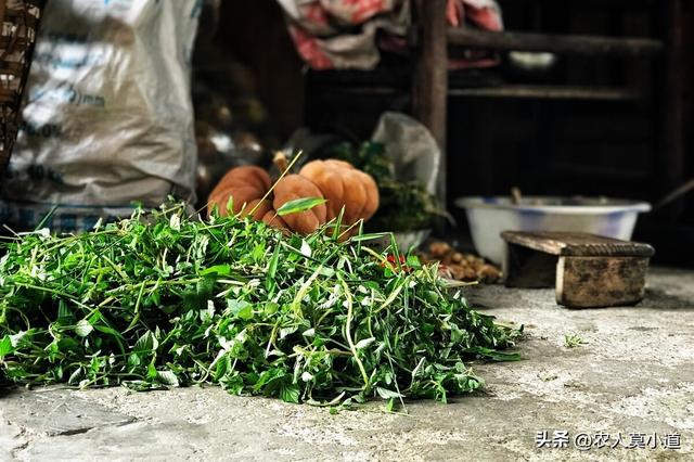 农村种植什么野菜，不愁销路，人工种植其实不值什么钱