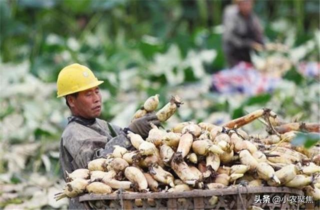 莲藕大田种植技术要点，了解这些技术！有助于高产