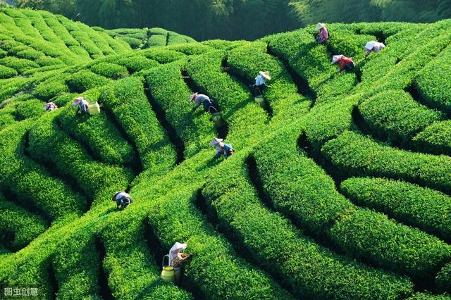 茶园如何合理种植茶树，合理的密植，是茶叶高产的关键