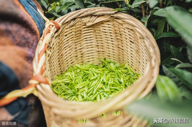 茶树良种种植管理技术，学到就是你的，还不来看吗？