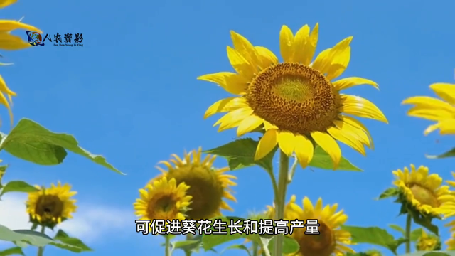 葵花科学种植技术指南#传播农业小知识