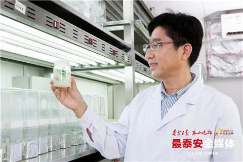 鲜食番茄可实现机械化生产！山东农业大学教授团队破解一项国际难题