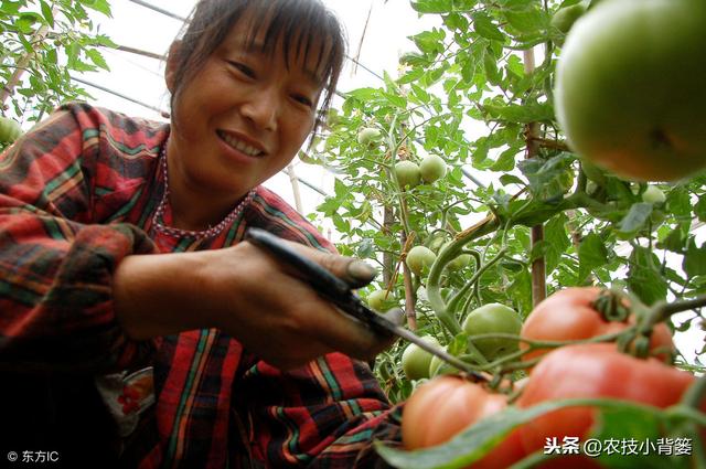 西红柿种植用好这5种小方法，同样的地块能够多收好几成！