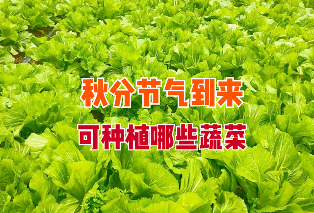 秋分将至，这5种蔬菜还可以种植，耐寒性强，菜农们错过要等明年