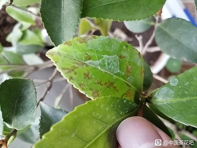 茶族皇后金花茶：浅析金茶花花株栽培及病虫害防治