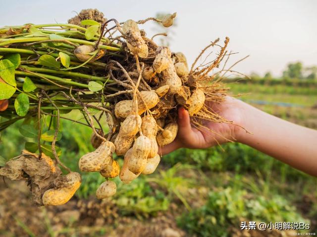 花生种植技术与管理指南！你了解多少？