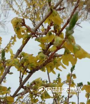 连翘种植视频(连翘“倒春寒”如期而至 多空双方观点再次交锋)