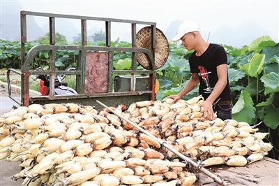 广西柳州柳江区：荷田藕“肥”喜丰收