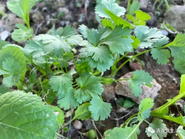 家庭种菜适合8月份播种的12种蔬菜