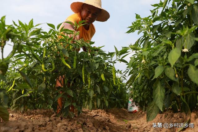 老菜农总结的五句种菜顺口溜，真是太实用了，花学费都学不到