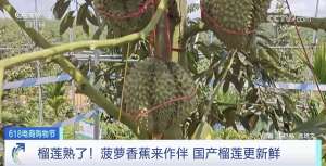 榴莲怎么种植视频(国产“水果之王”，来了开始预售→)