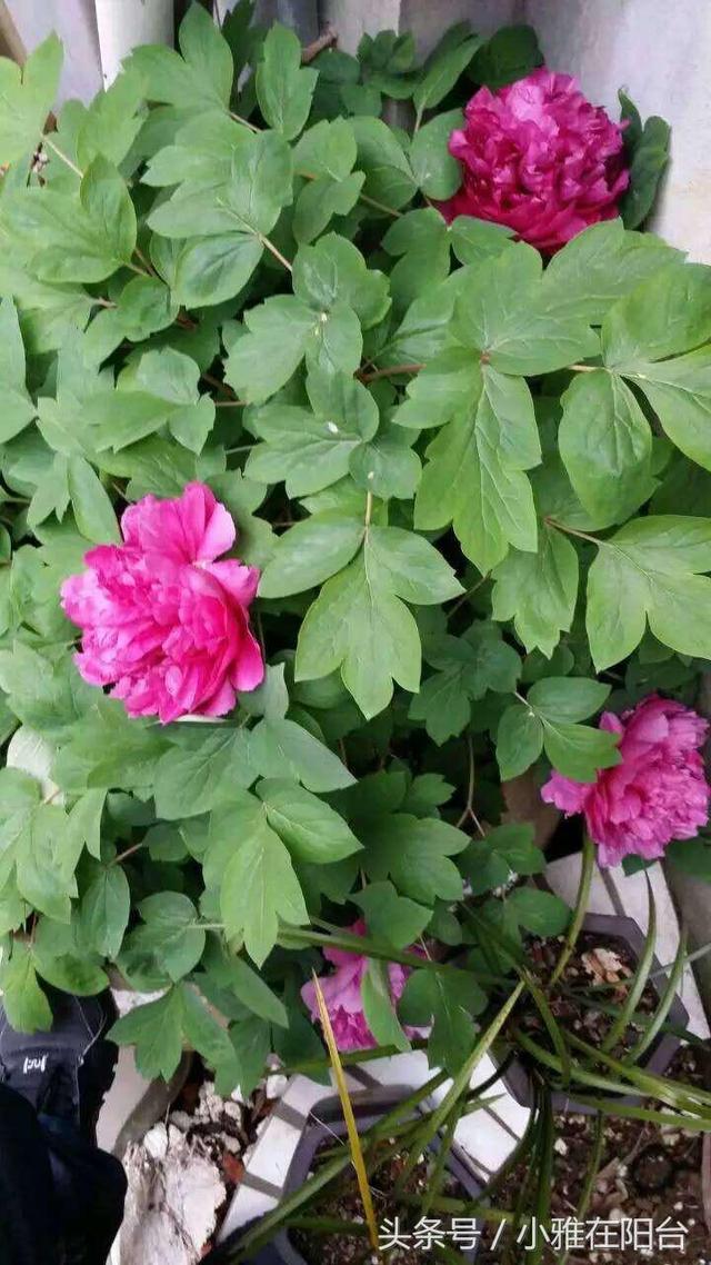 阳台种芍药，一个枝条一块根就能种，开花艳丽大气，来年花开爆盆