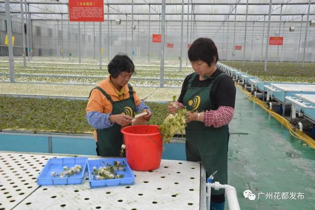 气雾栽培听过吗？花都这家企业，年亩产叶菜4万公斤！