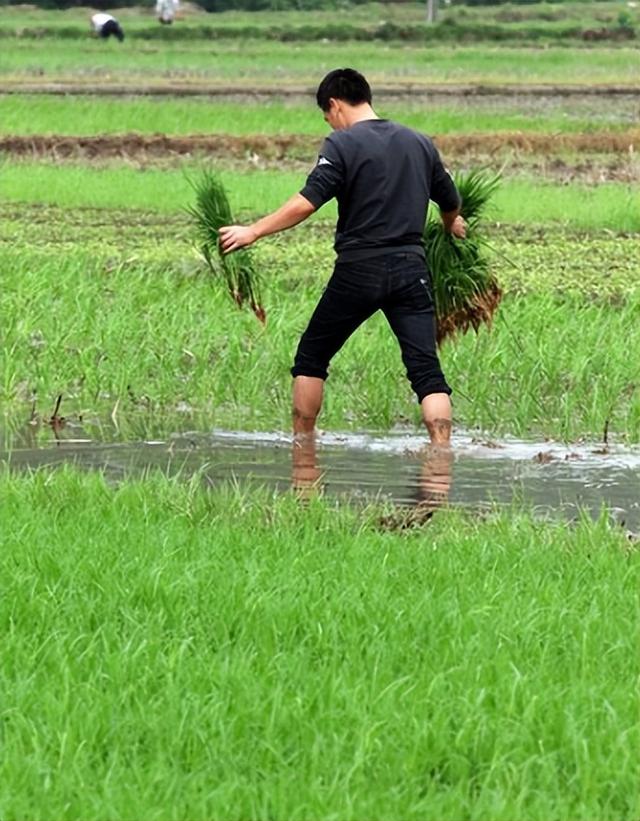 水稻品种适应性，不同地区种植，以及研究分析