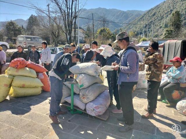 腾冲市滇滩镇：草果红了 日子火了