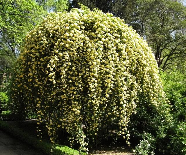 花卉霸主木香花，房子都能爬满了，养护轻松，值得入手