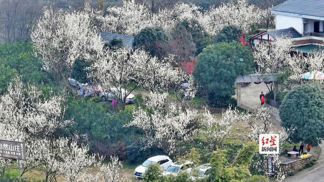 蒲江万亩樱桃花绽放引游客 花期持续至3月中旬