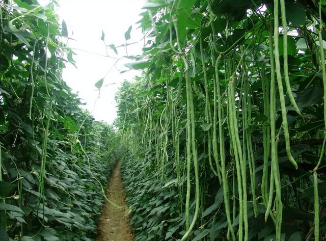 6月份还能种植的8种蔬菜！短短2个月便可成熟，技术简单产量高