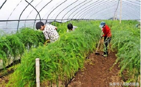 芦笋种植栽培技术说明