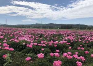 芍药怎么种植视频(没事儿网上晒一晒 芍药花海引客来)